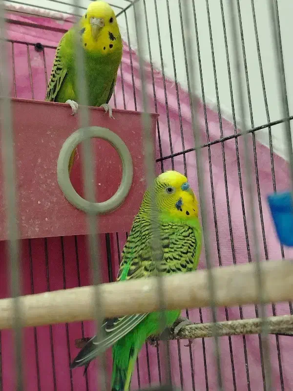 یک جفت مرغ عشق|پرنده|مشهد, نظام دوست|دیوار