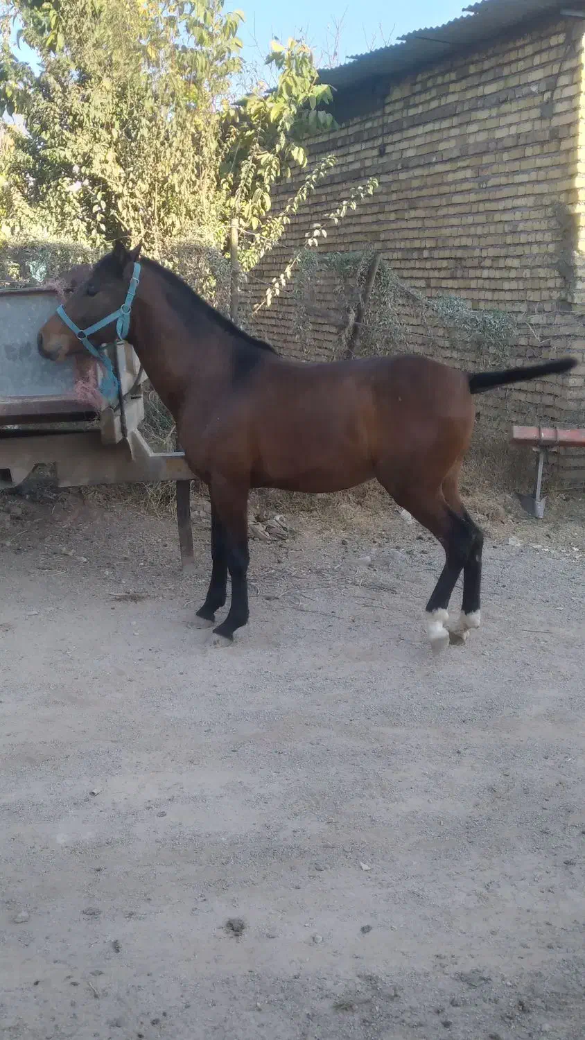 کره شیخ شاه|اسب و تجهیزات اسب‌سواری|زاغه, |دیوار