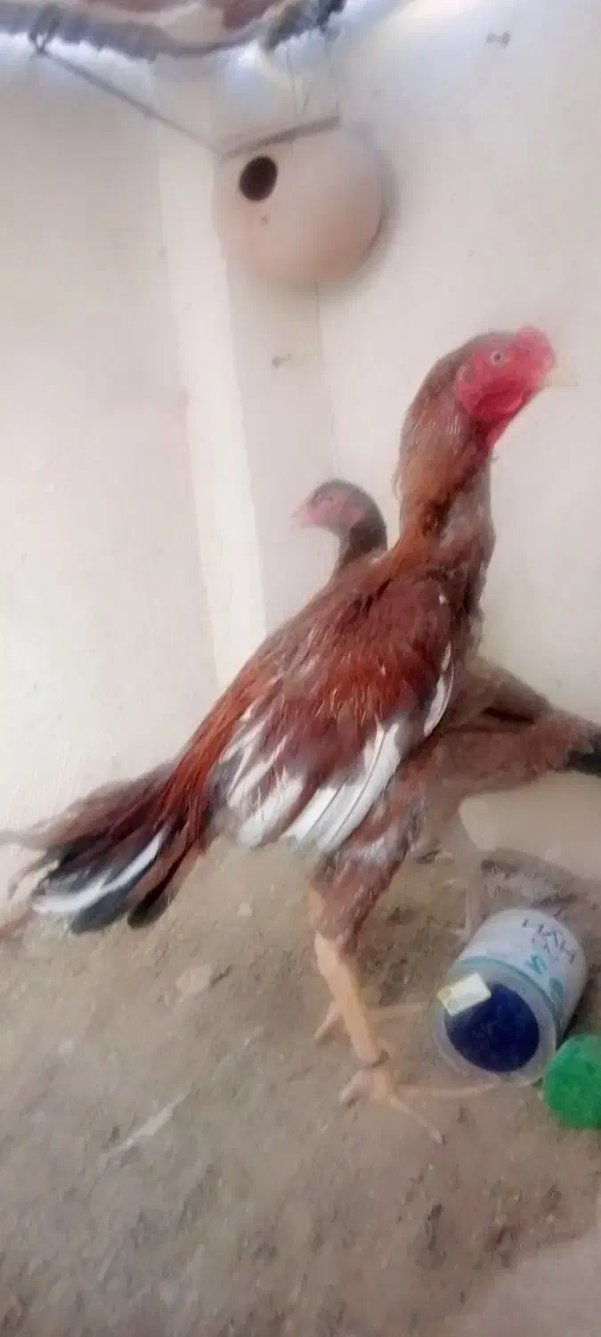 خروس سوران|حیوانات مزرعه|سیب و سوران, |دیوار