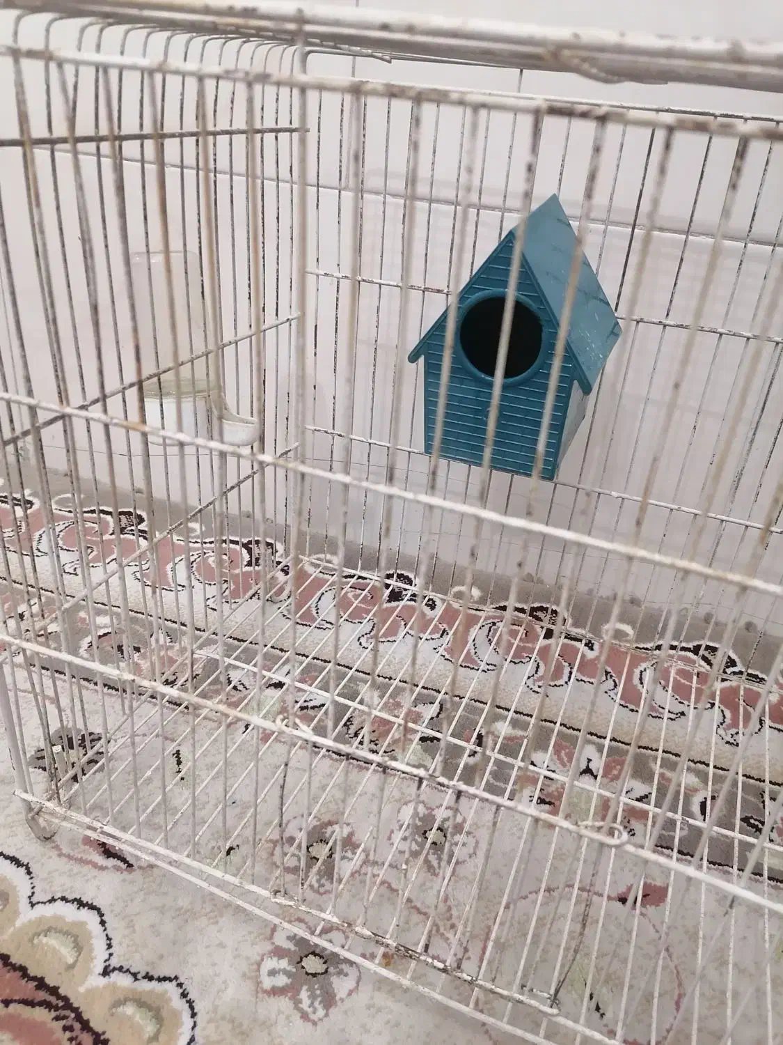 قفس پرنده|لوازم جانبی حیوانات|یزد, |دیوار