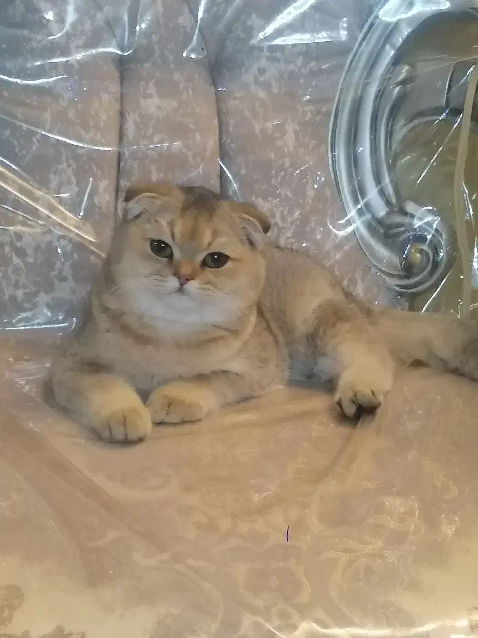 اسکاتیش گلد|گربه|مشهد, مشکینی (شهرک غرب)|دیوار