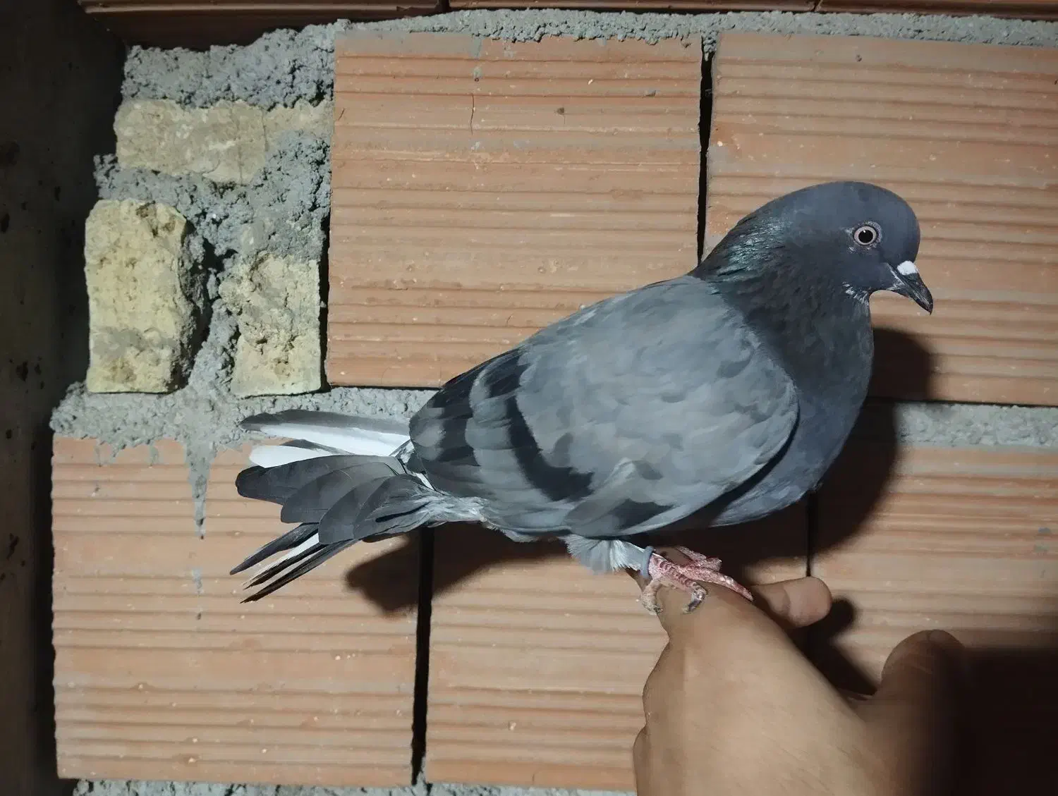 کبوتر تکپر|پرنده|دلند, |دیوار