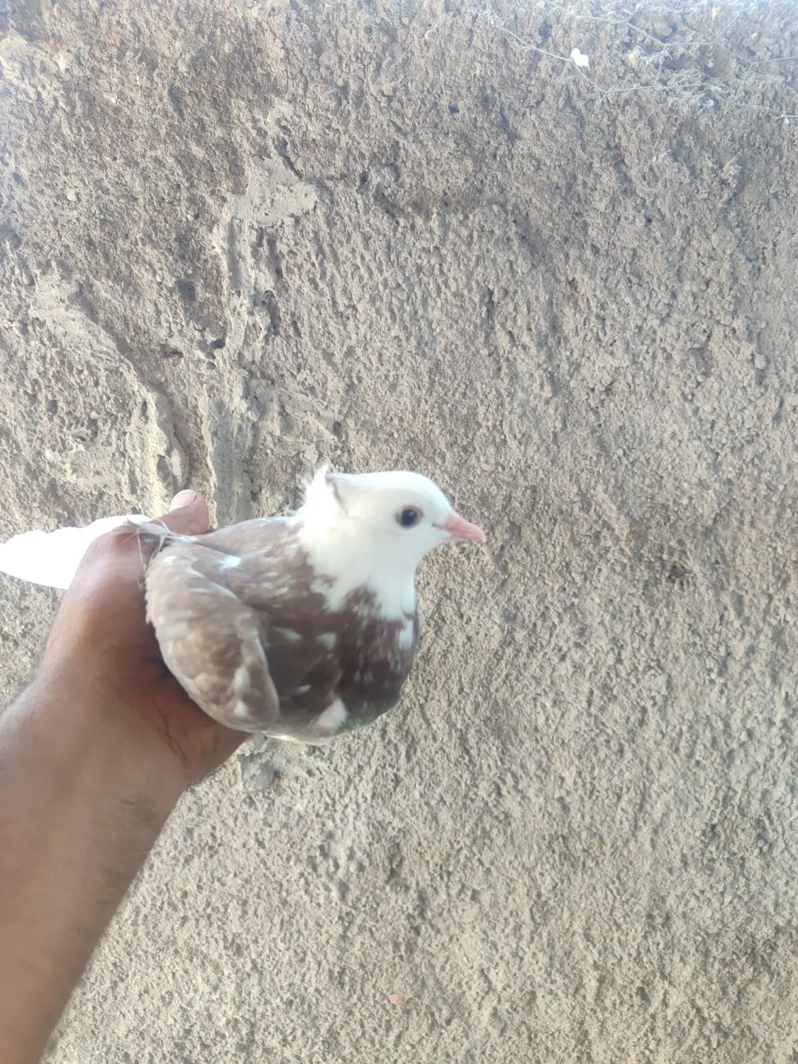 کفتر|پرنده|بم, |دیوار