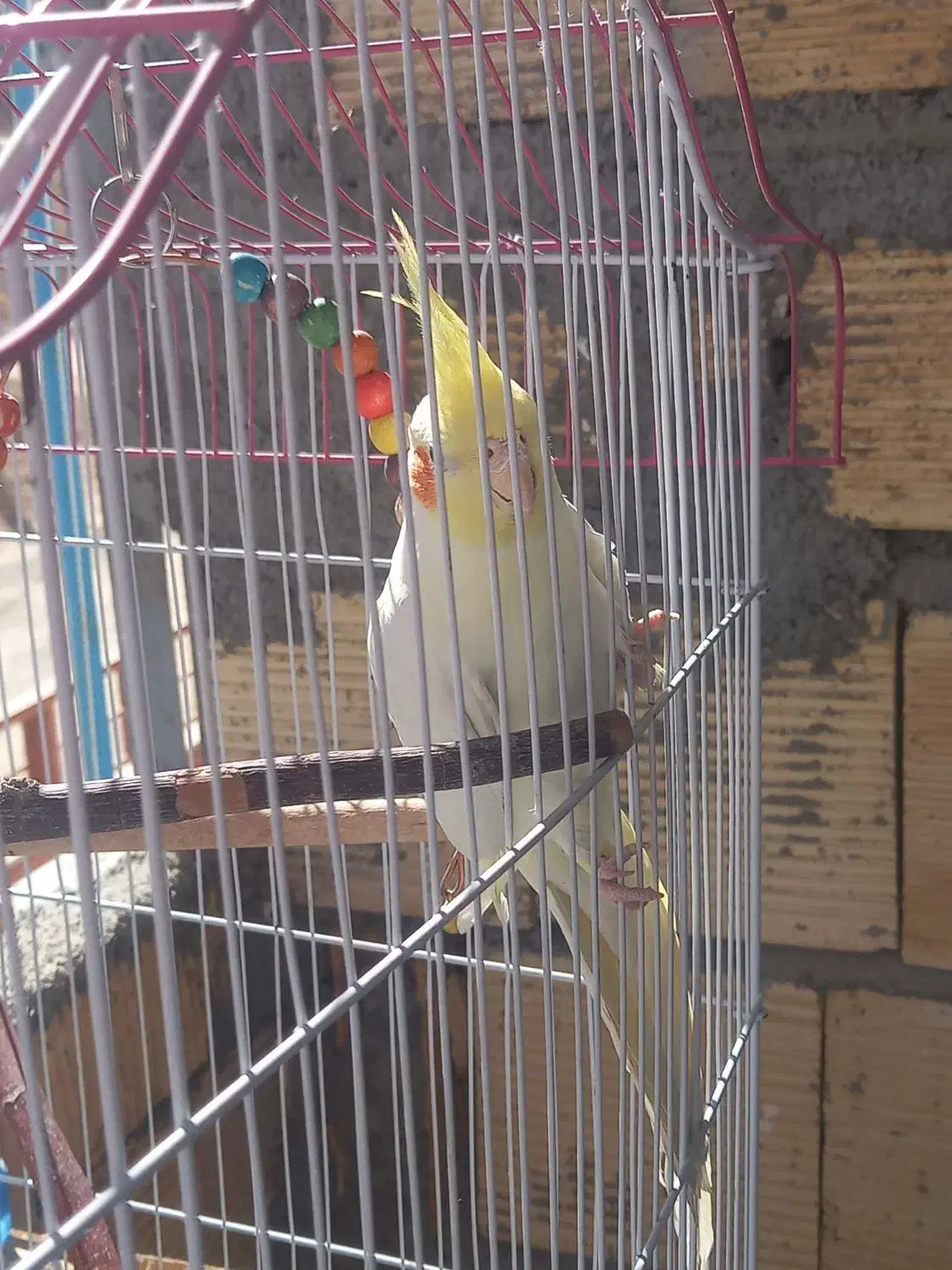 عروس هلندی|پرنده|شهرکرد, |دیوار