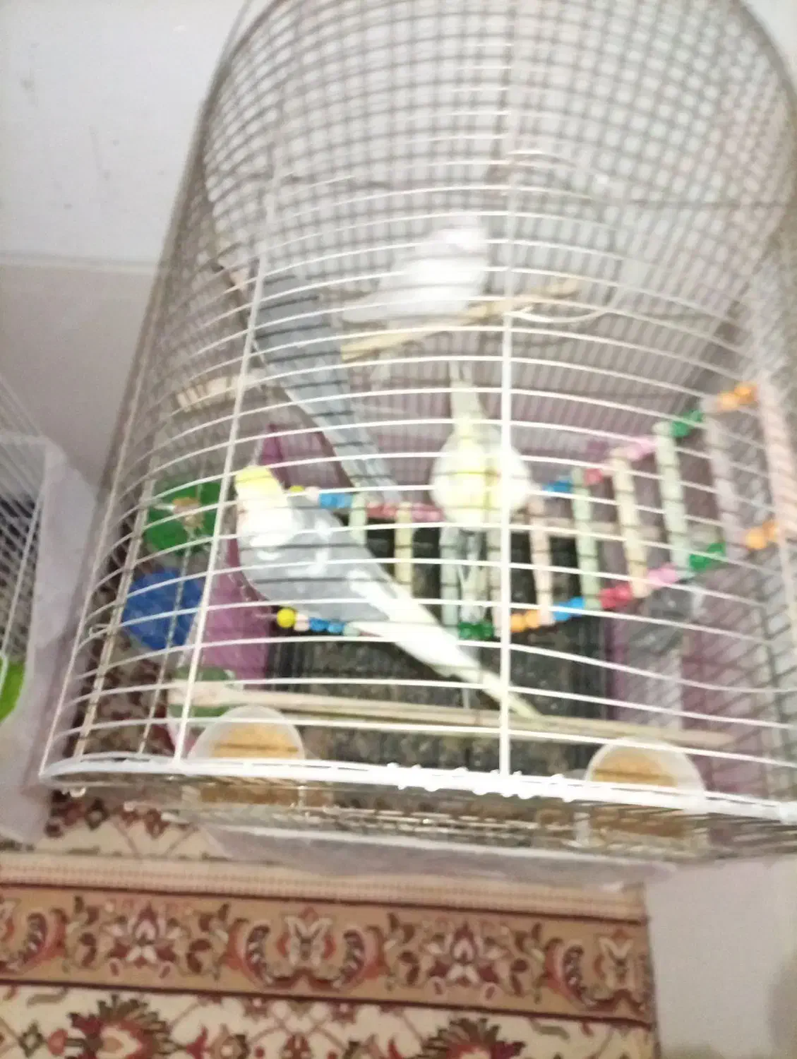 چهار جفت عروس هلندی با دوتا جوجه|پرنده|مشهد, رضاییه|دیوار