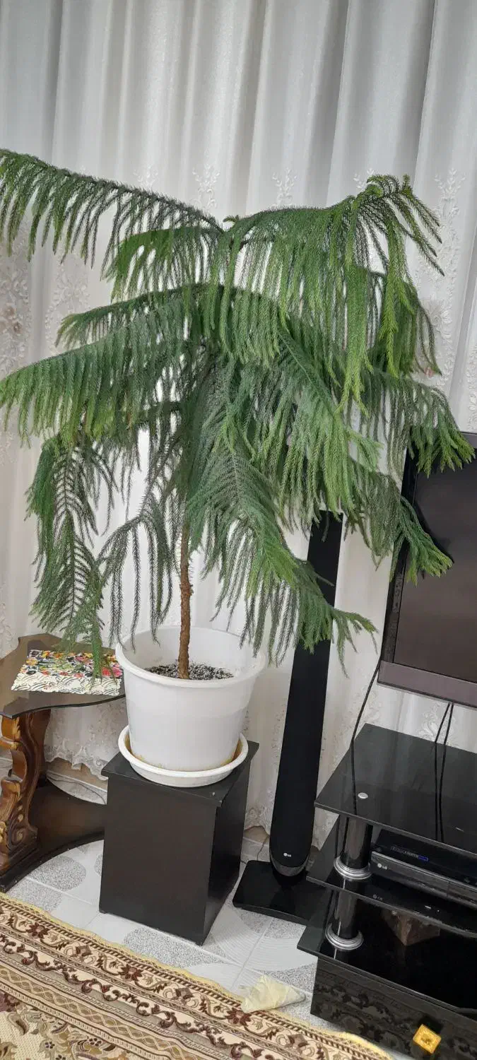 کاج مطبق|گل و گیاه طبیعی|شاهرود, |دیوار