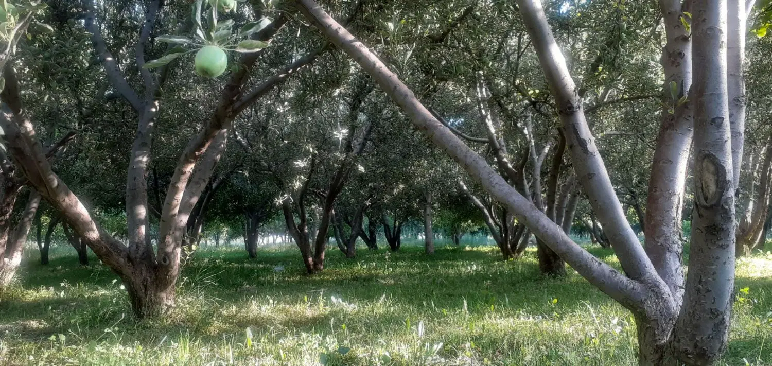 باغ|گل و گیاه طبیعی|نهاوند, |دیوار