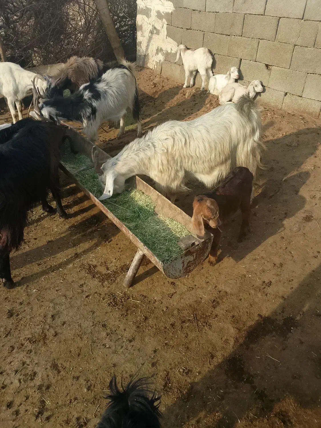 بزچاق درجه 1وکهره|حیوانات مزرعه|دوگنبدان, |دیوار