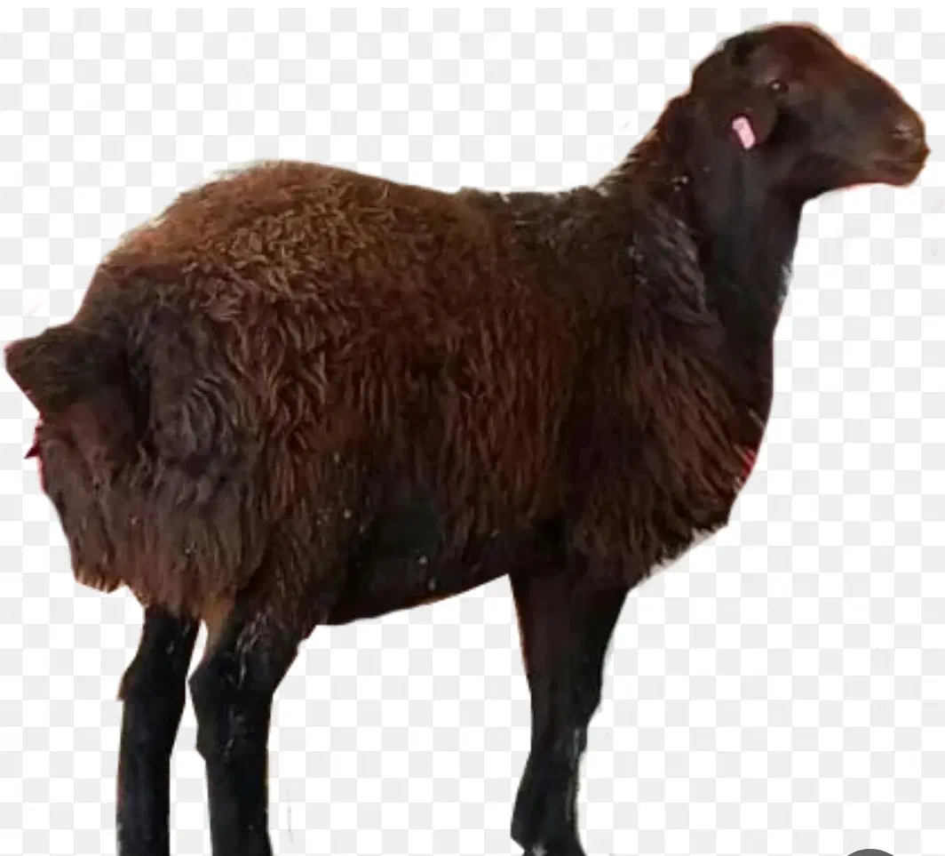 دام سالم قیمت ونرخ اتحادیه زنده با قصاب درب خانه|حیوانات مزرعه|تهران, ونک|دیوار