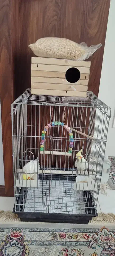 عروس هلندی|پرنده|کرج, شاهینویلا|دیوار