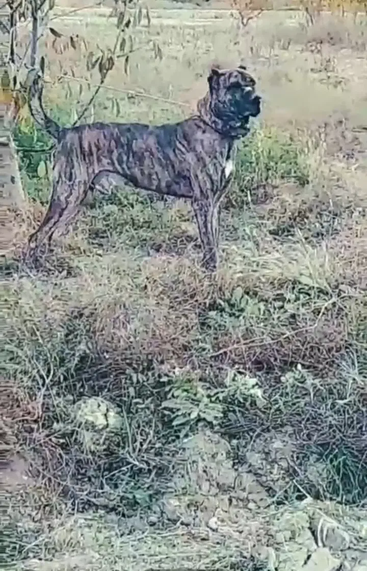 سگ گله|سگ|شیروان (خراسان), |دیوار