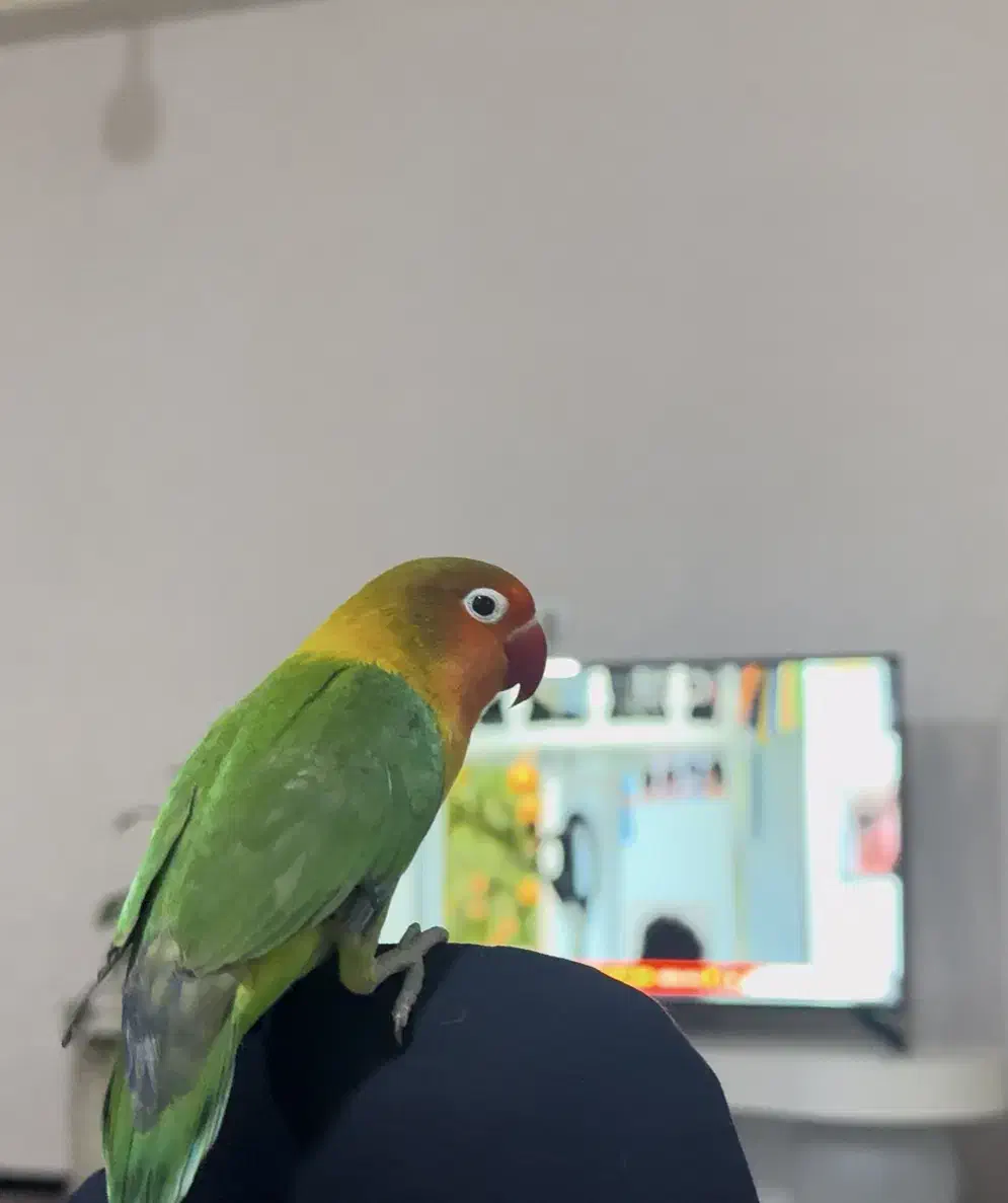 طوطی گمشده|پرنده|شوشتر, |دیوار