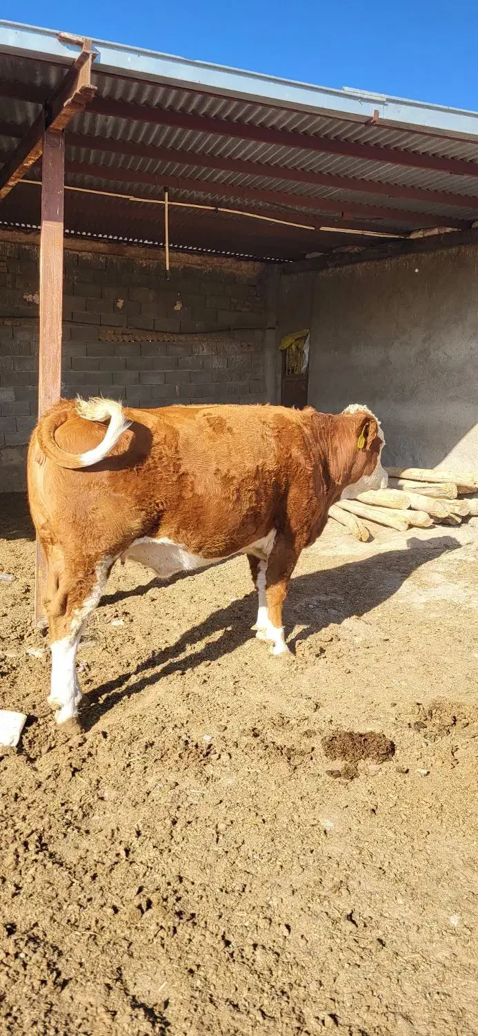 تلیسه.۷ماه.نیم.ابستن|حیوانات مزرعه|سبزوار, رباط|دیوار