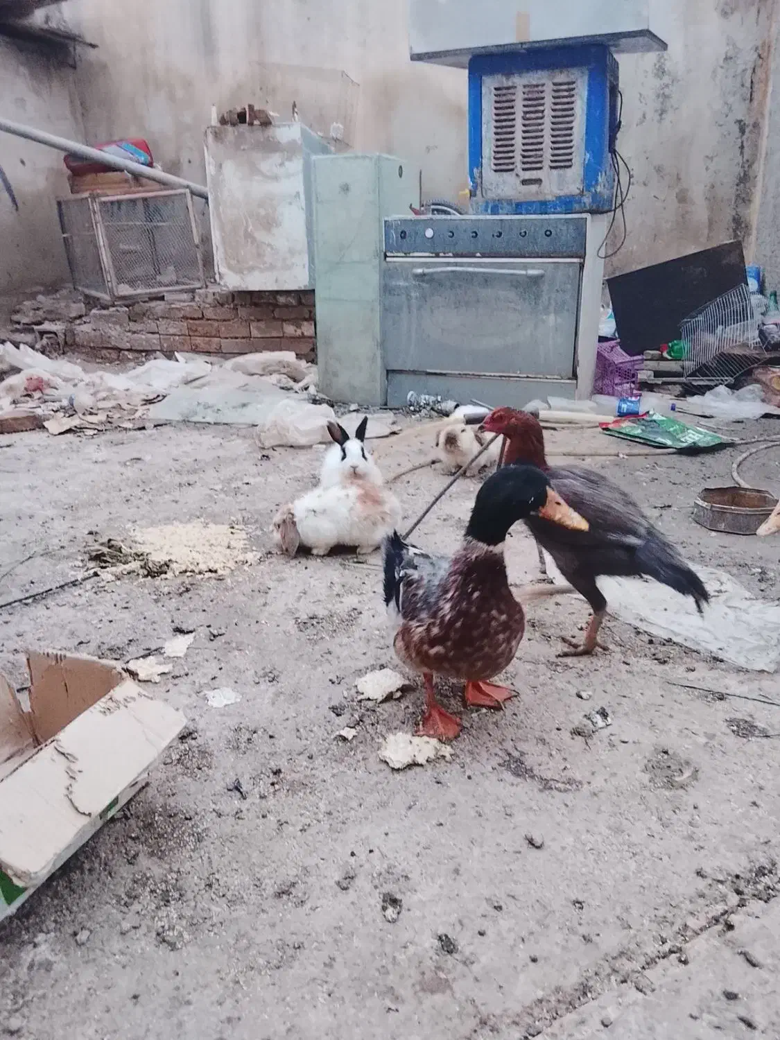 خرگوش نزاد دار لپ|موش و خرگوش|آبیک, |دیوار