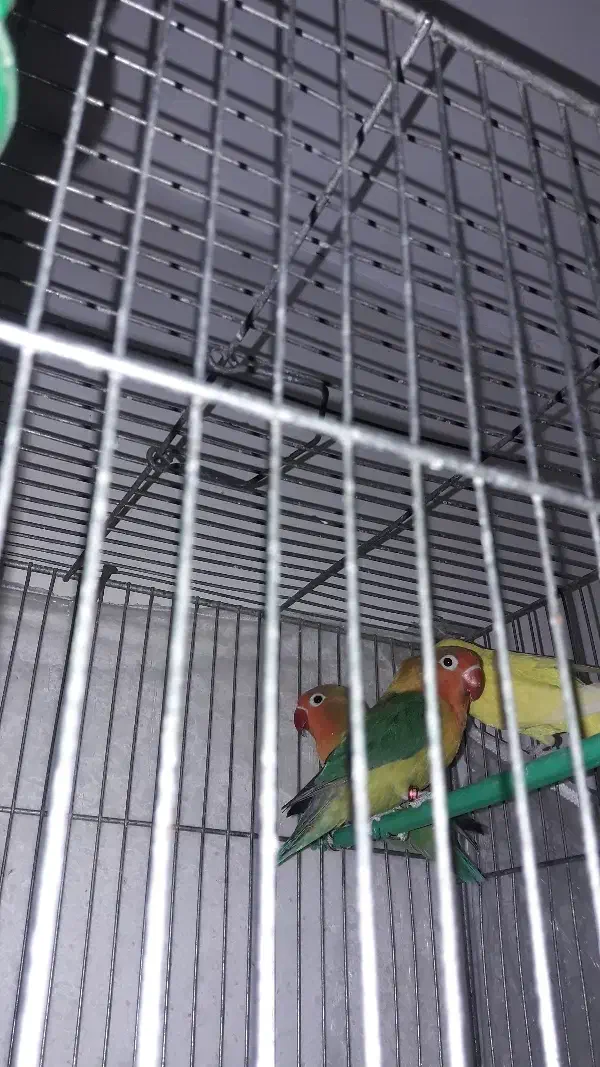 فروش ۲ کوتله بریزیلی بازی گوش و مرغ عشق|پرنده|مشهد, شهید هاشمی نژاد|دیوار