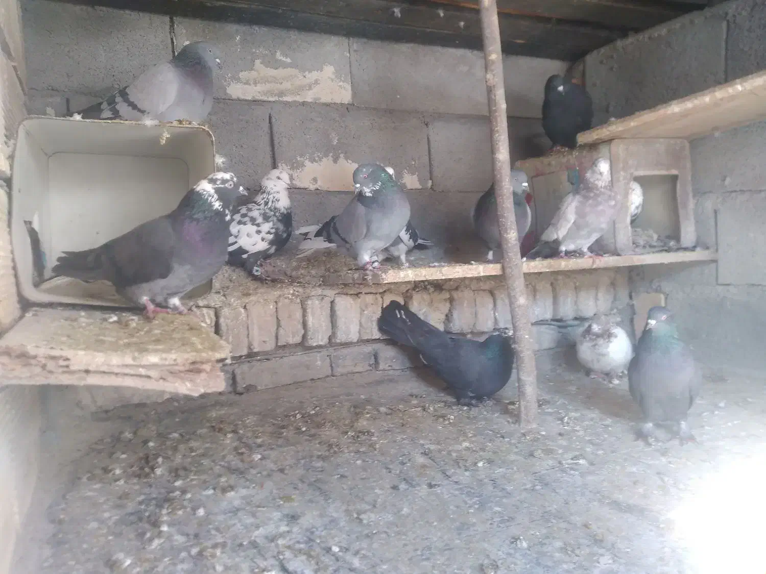 کفتر|پرنده|فارسان, |دیوار