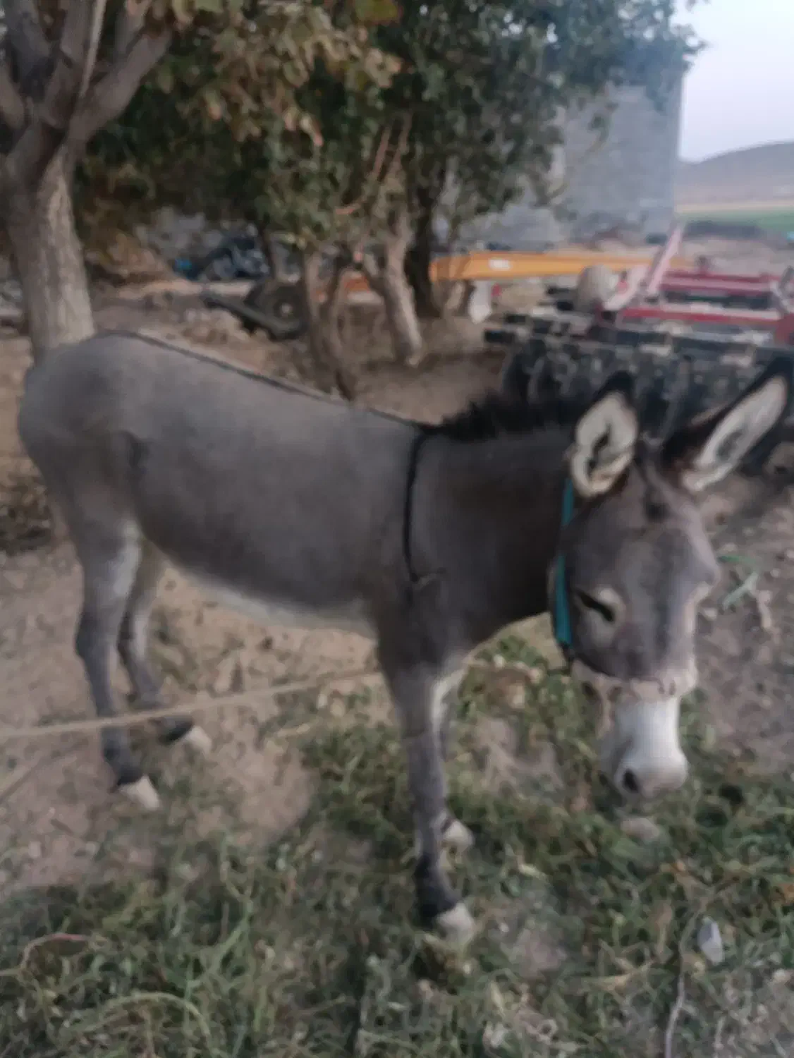 الاغ (خر)نر|حیوانات مزرعه|پاسارگاد, |دیوار