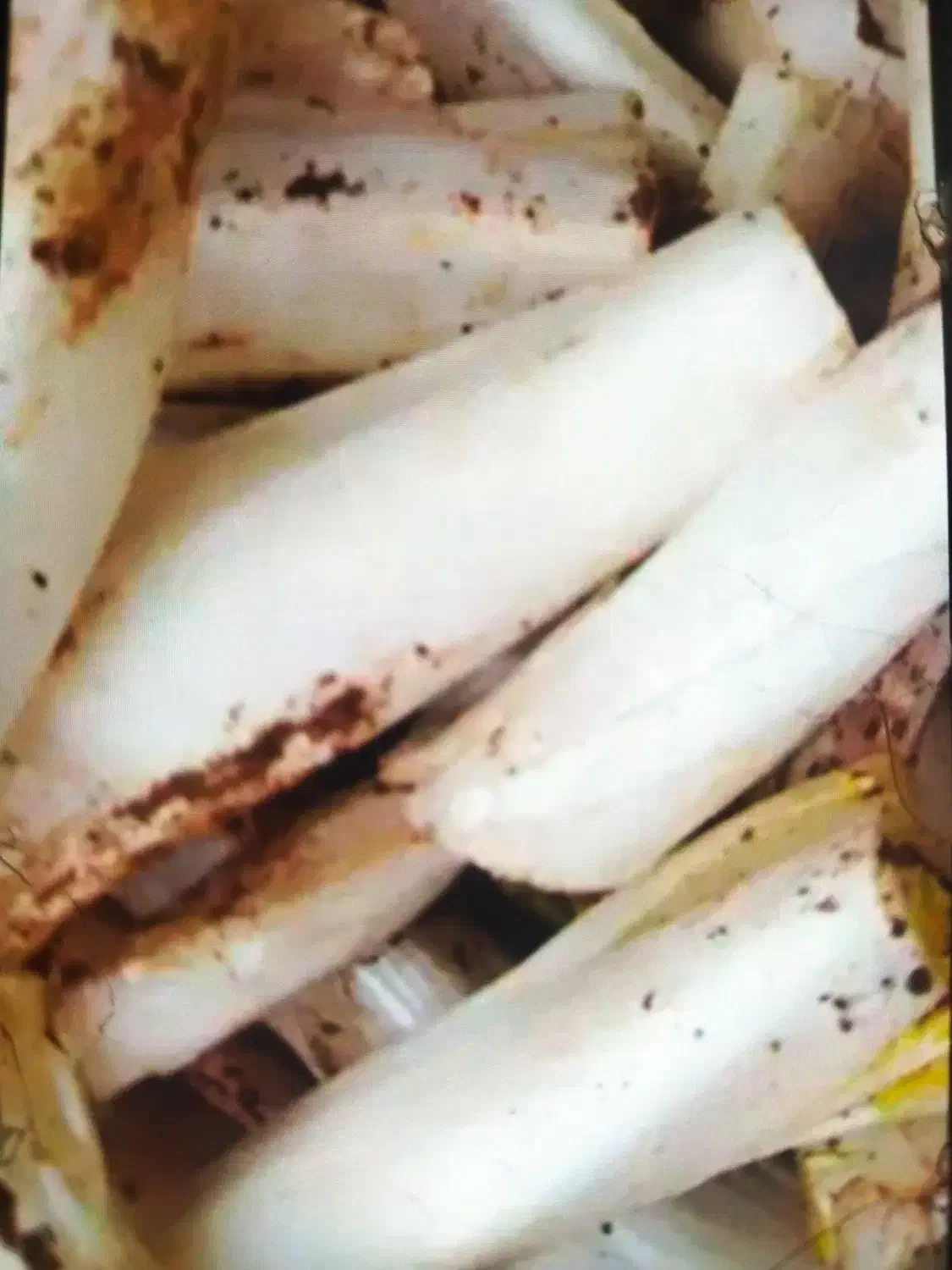 کنگر تازه پاک شده و پاک نشده|خوردنی و آشامیدنی|مریوان, |دیوار