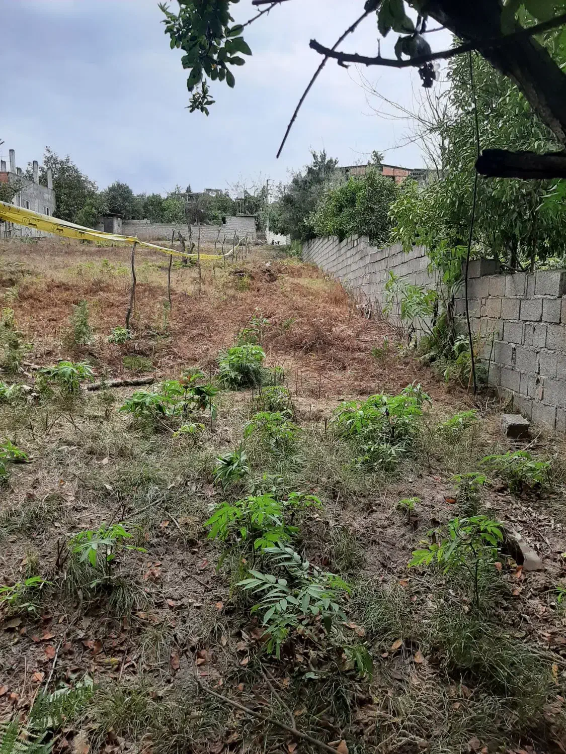 زمین با کاربری مسکونی|فروش زمین و ملک کلنگی|پایین هولار, |دیوار