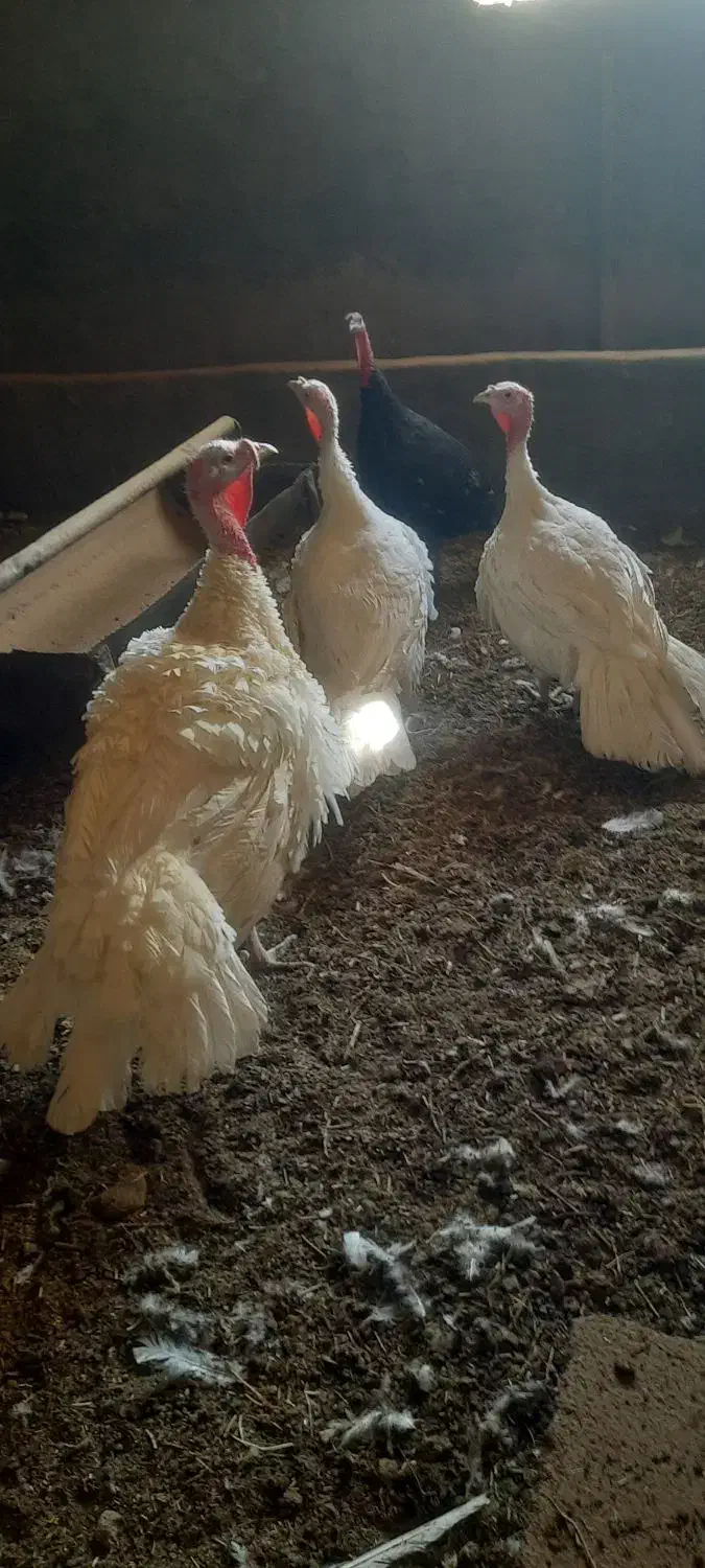 بوقلمون بیوتی|حیوانات مزرعه|اصفهان, تخت فولاد|دیوار