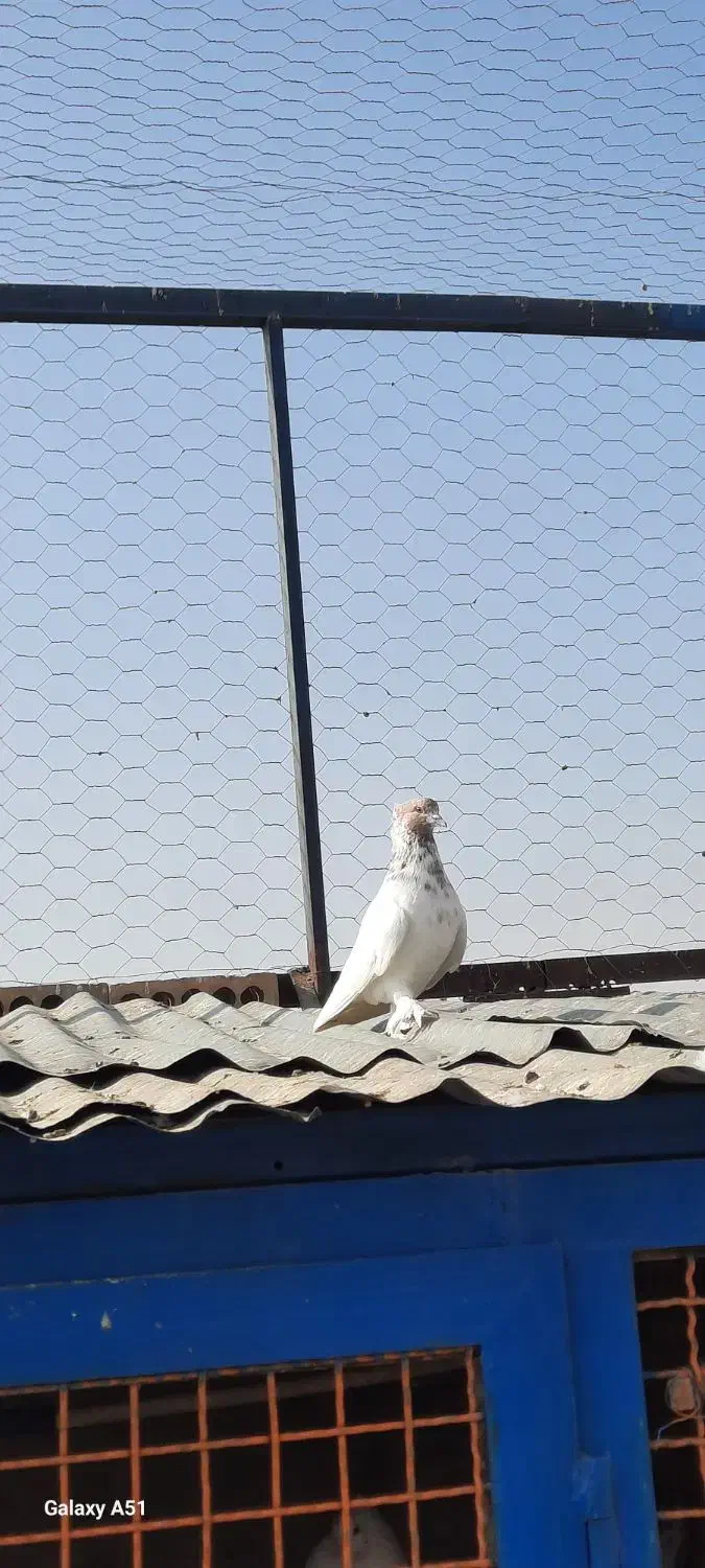 ۱۵تا کفتر جنس خوب|پرنده|کهریزک, |دیوار