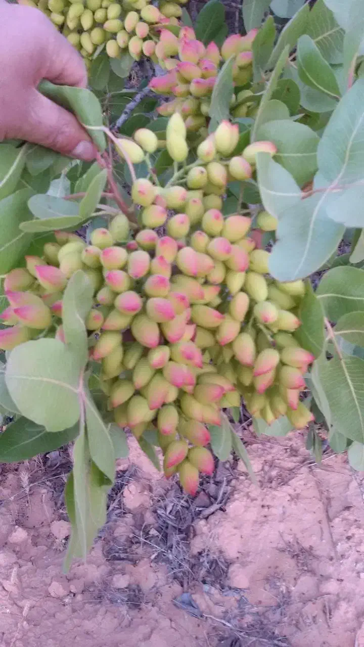 نهالستان صنوبر و میوه بادام گردو|خدمات باغبانی و درختکاری|قروه, |دیوار