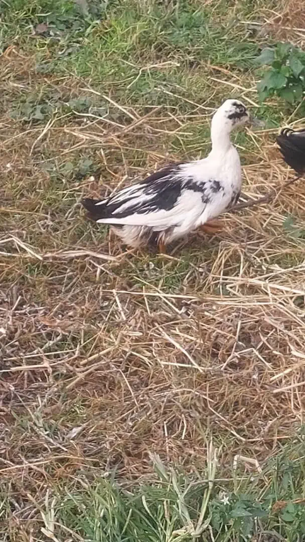 فروش اردک ،مرغ و خروس محلی|حیوانات مزرعه|ضیابر, |دیوار