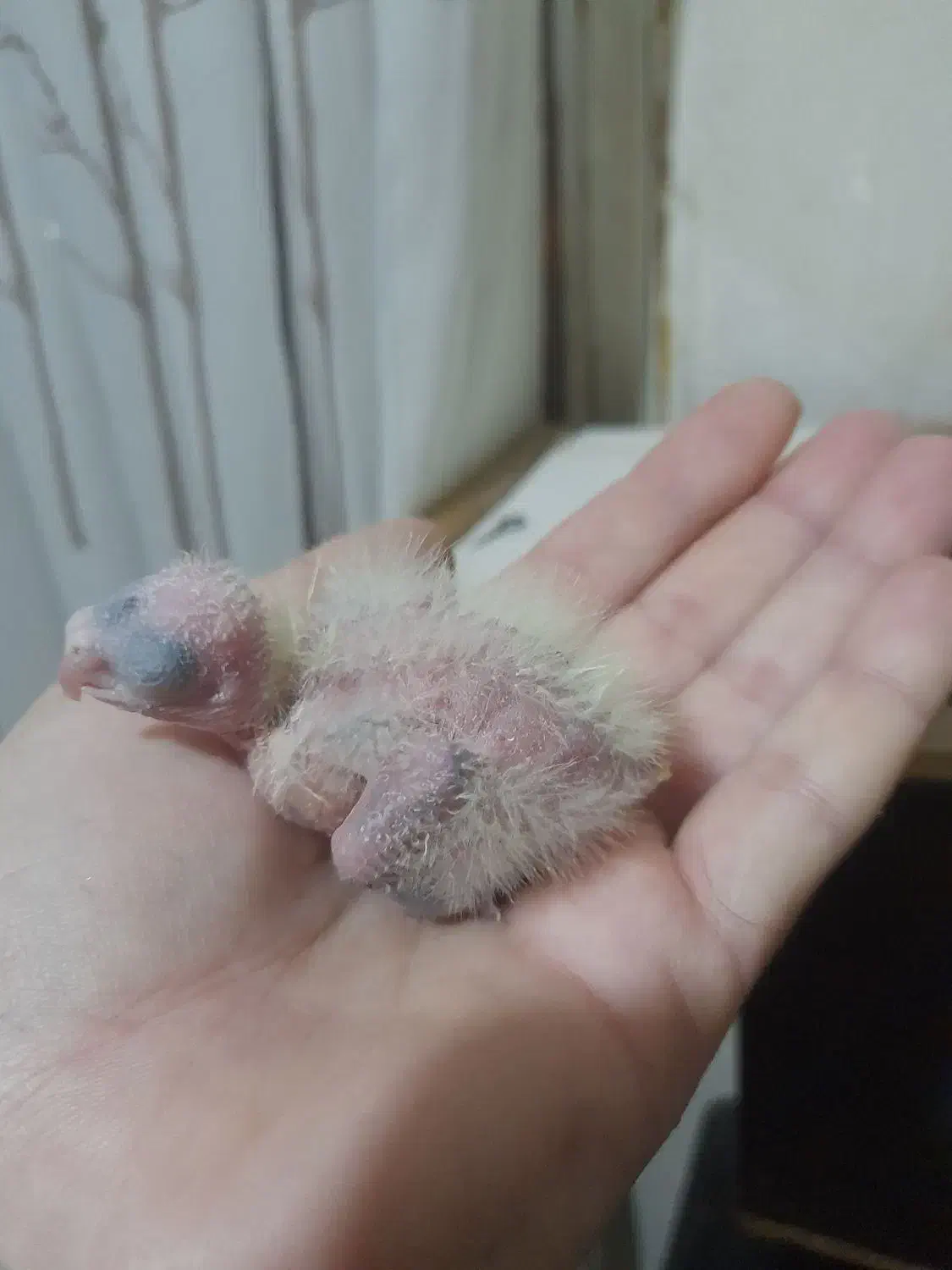 جوجه عروس سرلاکی|پرنده|پاکدشت, شهرک انقلاب|دیوار