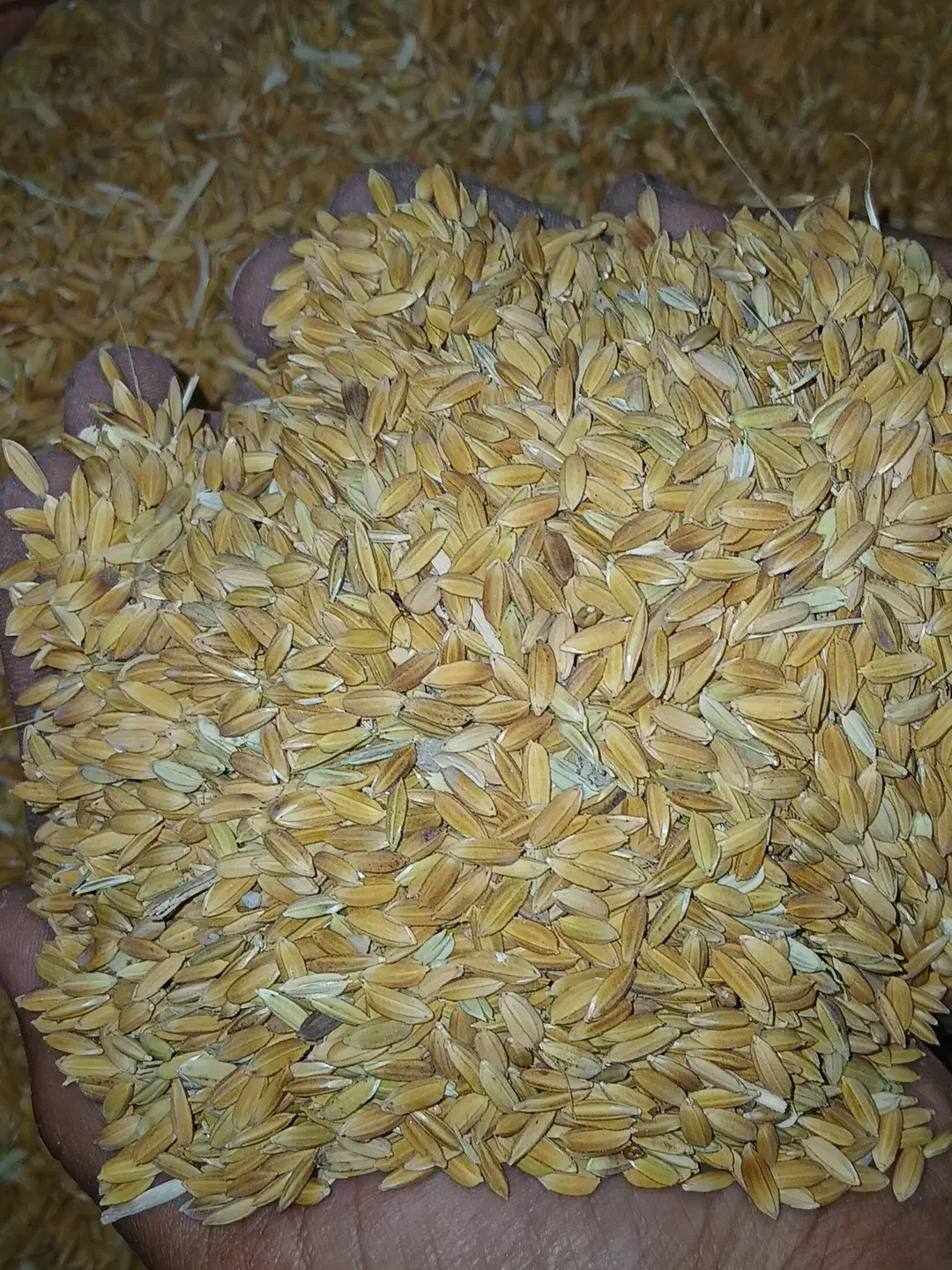 چلتوک کوهمره|عمده‌فروشی|ارژن, |دیوار