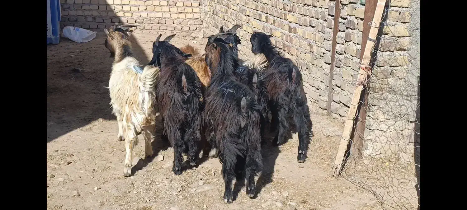 بزغاله های نر 25کیلویی|حیوانات مزرعه|کرج, فاز ۱ مهرشهر|دیوار