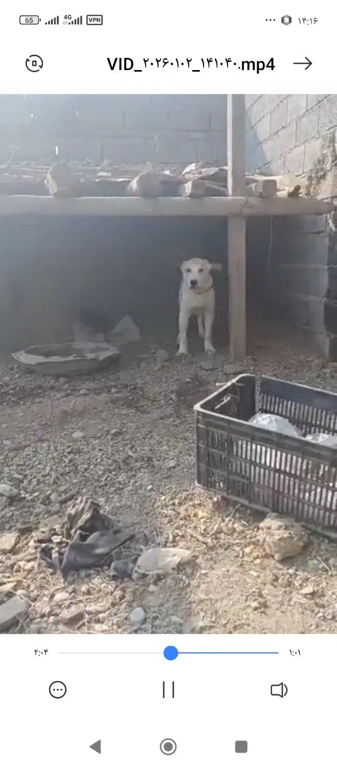 سگ گم شده|حیوانات|تاتار علیا, |دیوار