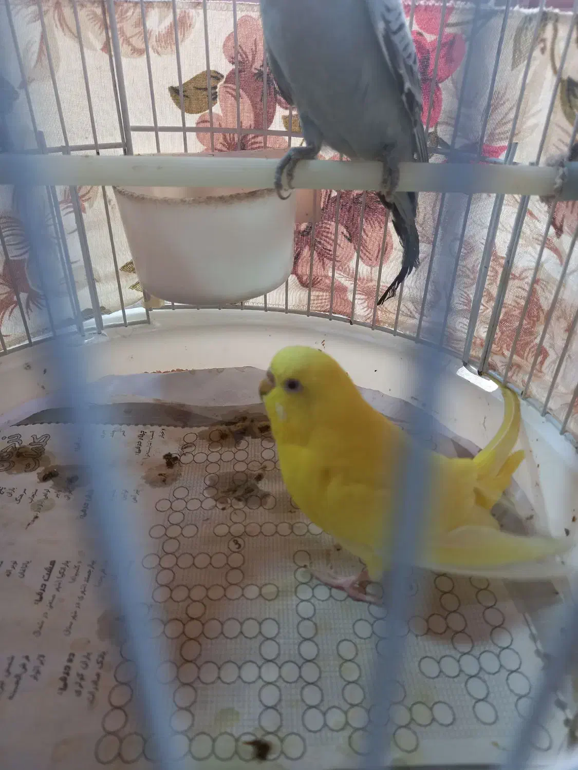 مرغ عشق|پرنده|رشت, شهریاران|دیوار