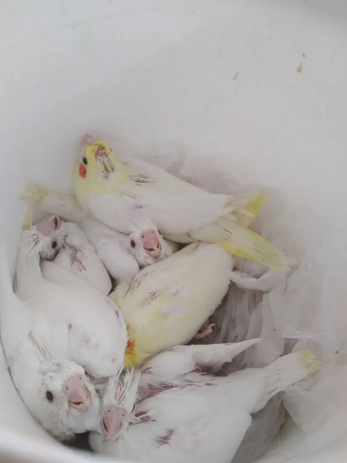 جوجه عروس هلندی|پرنده|طبس, |دیوار