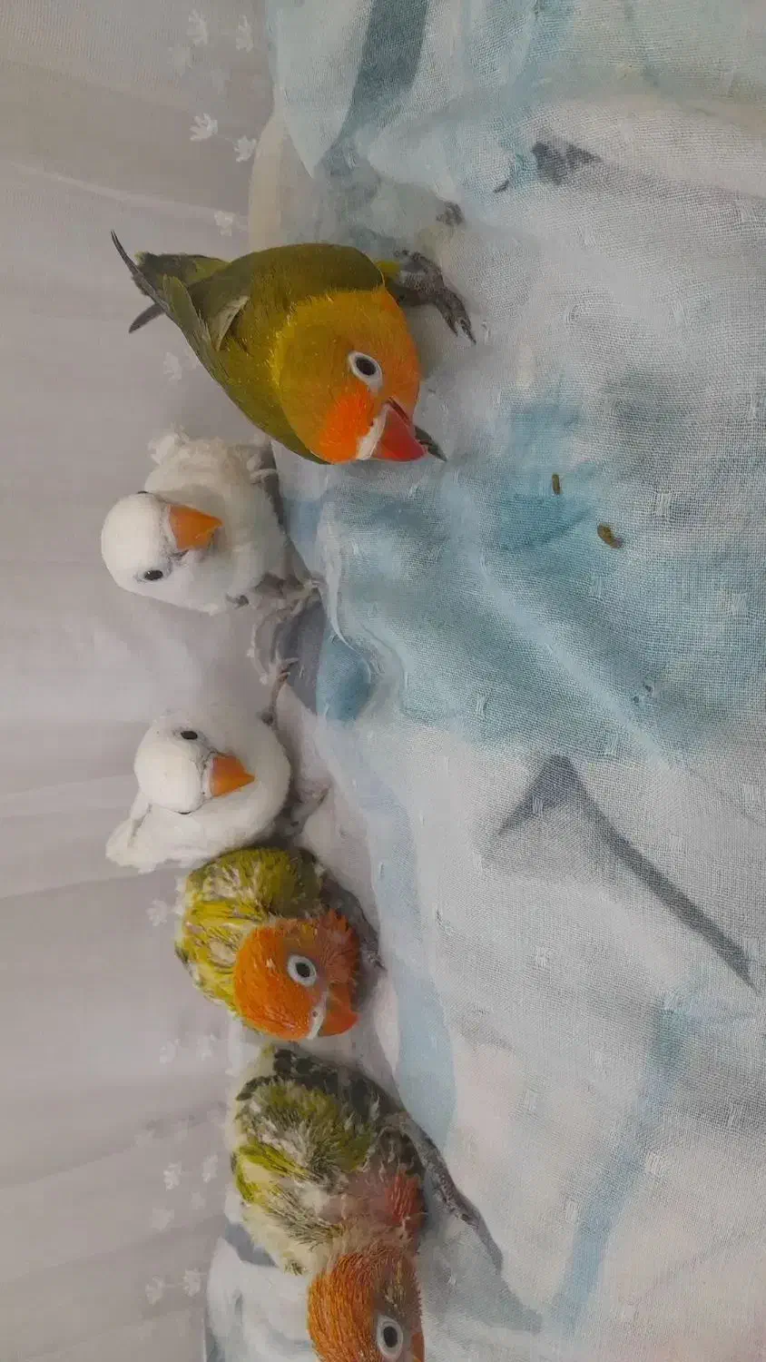 کوتوله عروس هلندی طوطی ملنگو قناری|پرنده|مشهد, خواجه ربیع|دیوار