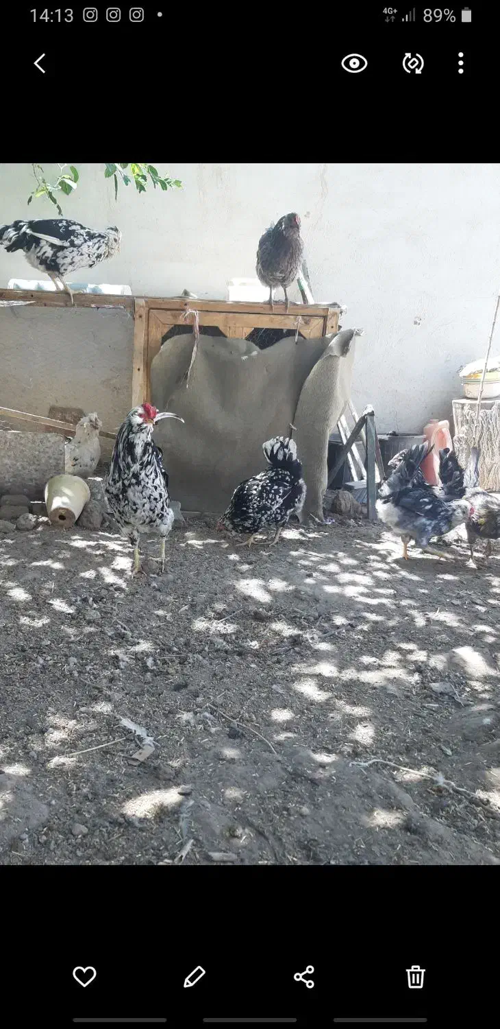 تخم مرغ و جوجه گلین ریشی چهل تاج فروشی|حیوانات مزرعه|سیرجان, |دیوار