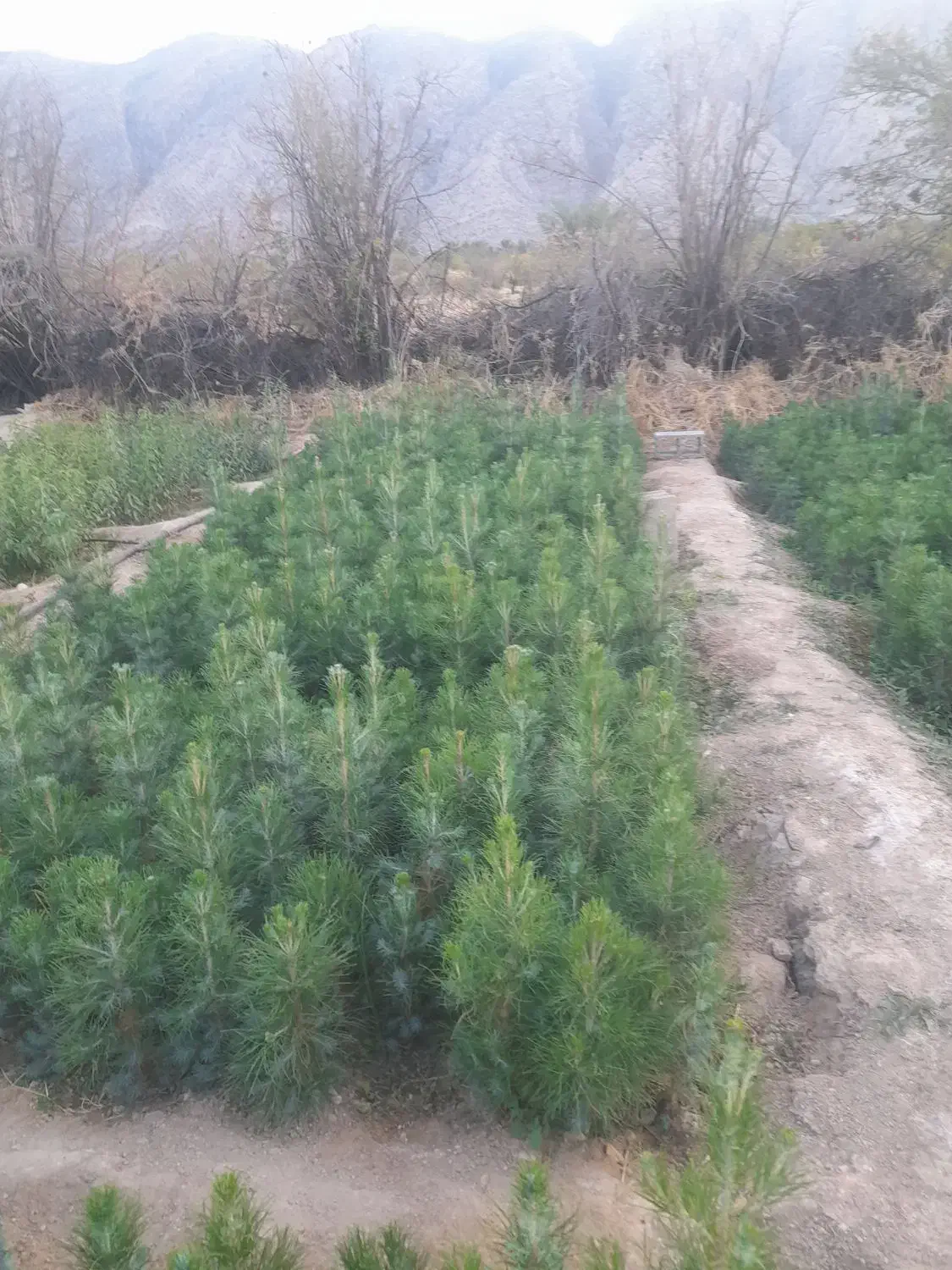 نهال و نشاء کاج تهران و مشهد|گل و گیاه طبیعی|خفر, |دیوار