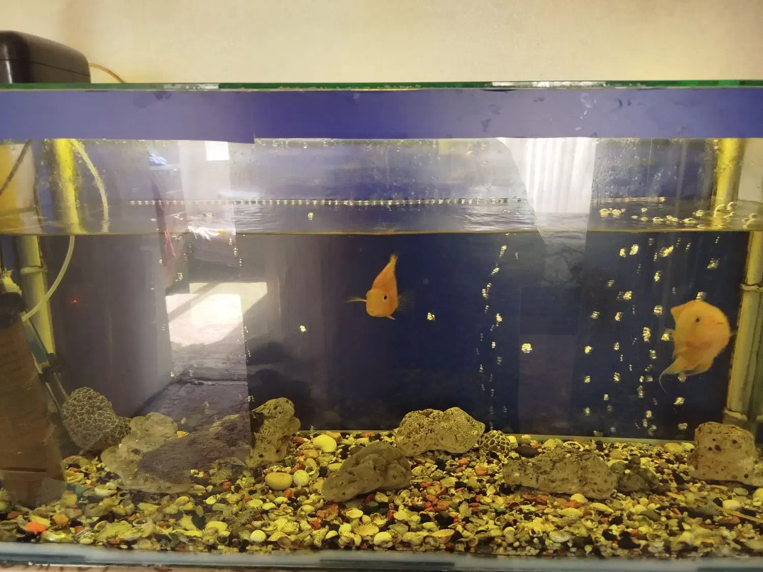 آکواریوم|ماهی|هشتگرد, شهرک المهدی|دیوار