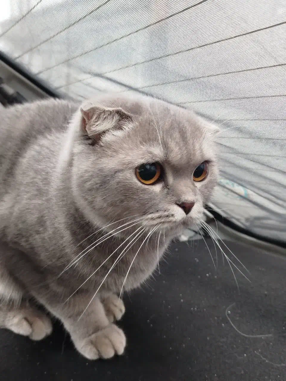 گربه بریتیش و اسکاتیش جفت|گربه|رشت, سعدی (تختی)|دیوار