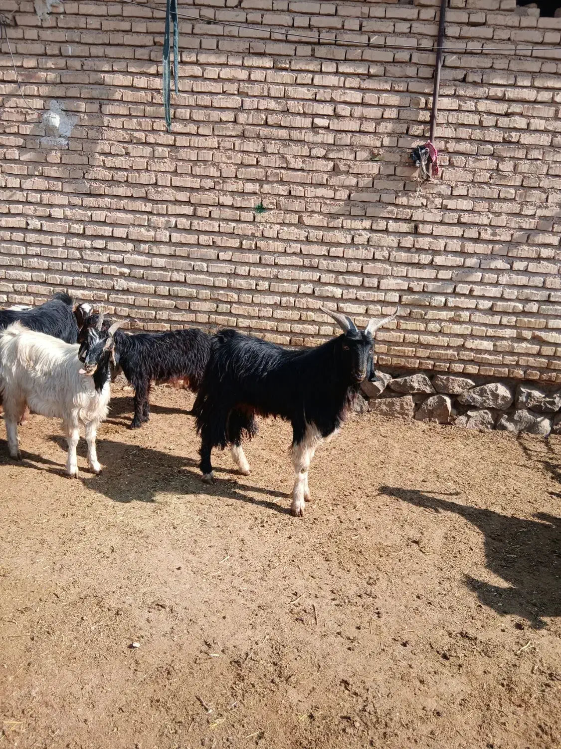 فروش بز کهره دار جوان|حیوانات مزرعه|مرودشت, رامجرد یک|دیوار