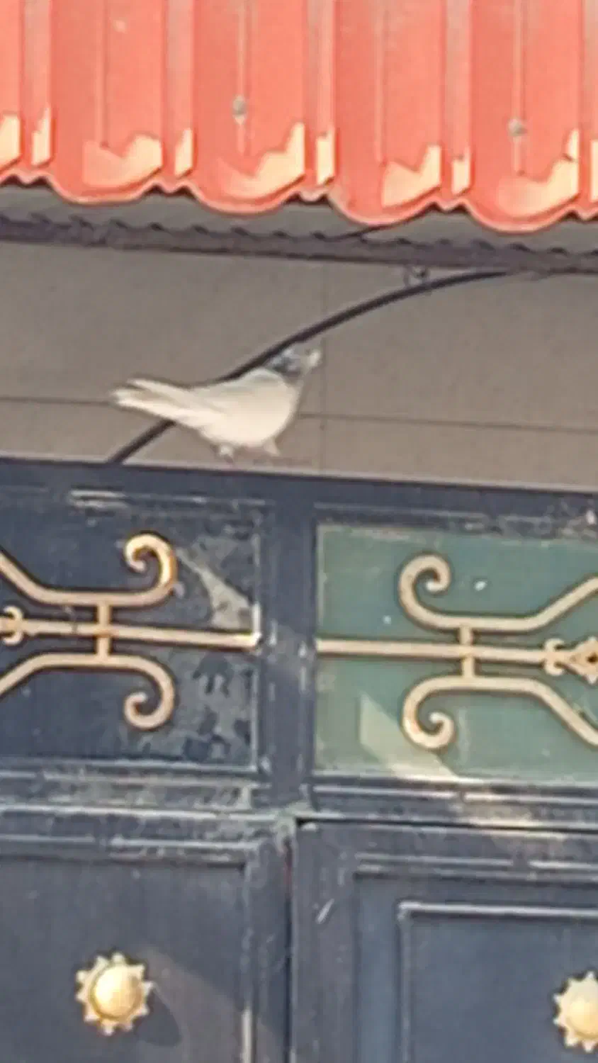 این کبوتر گم کردم شیخی|اشیا|بندر امام خمینی, |دیوار