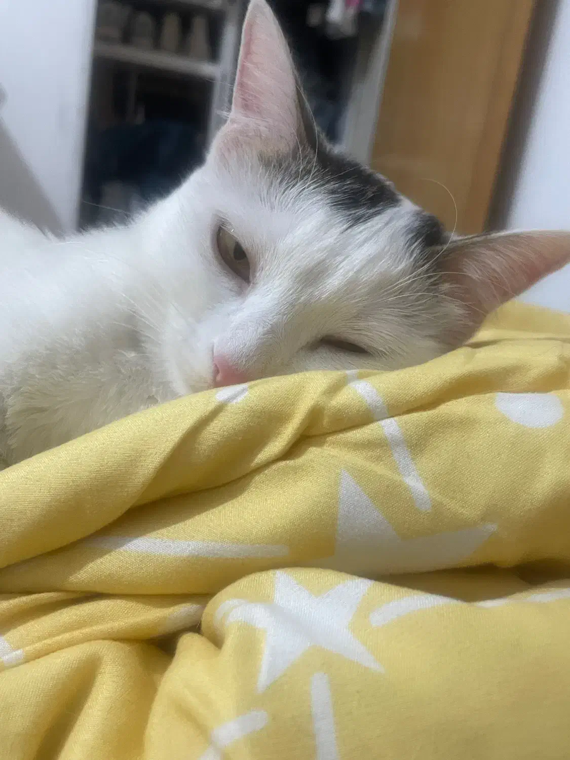 واگذاری دی اس اچ ماده|گربه|صدرا-فارس, فاز ۱|دیوار