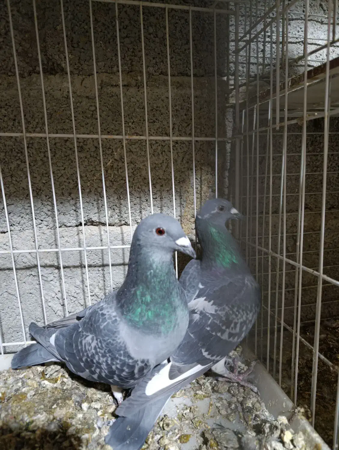 کبوتر آلمانی کیلومتری اصل|پرنده|بمپور, |دیوار