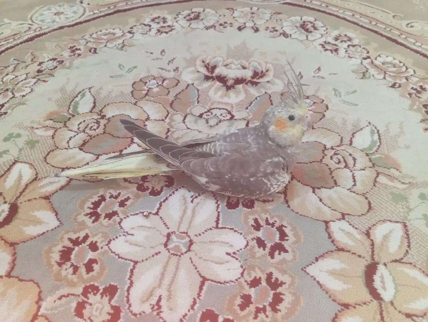 عروس هلندی ۳ ماهه دستی|پرنده|بندر کنگان, |دیوار