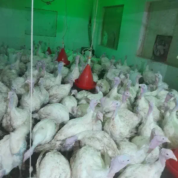 بوقلمون بیوتی وبوقلمون برنز موجود هست|حیوانات مزرعه|فامنین, |دیوار