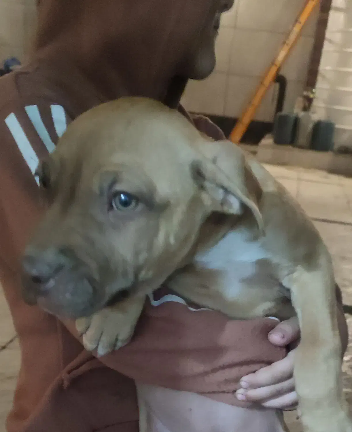 توله سگ پیتبول|سگ|ماهدشت, |دیوار