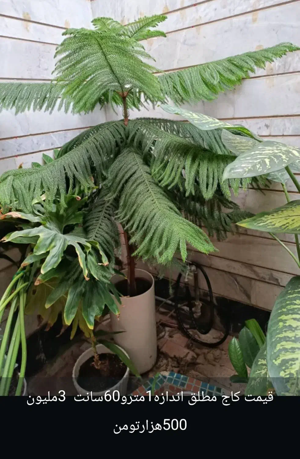 گلهای اپارتمانی|گل و گیاه طبیعی|شیراز, شهرک والفجر|دیوار