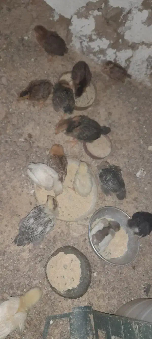 جوجه محلی ۱ ماهه|حیوانات مزرعه|احمدسرگوراب, |دیوار