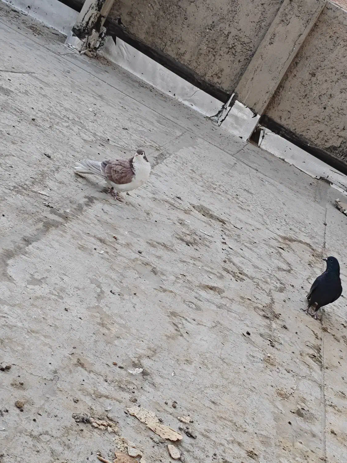 دوتا کفتر دمگیر نر|پرنده|اصفهان, شهید رجایی|دیوار