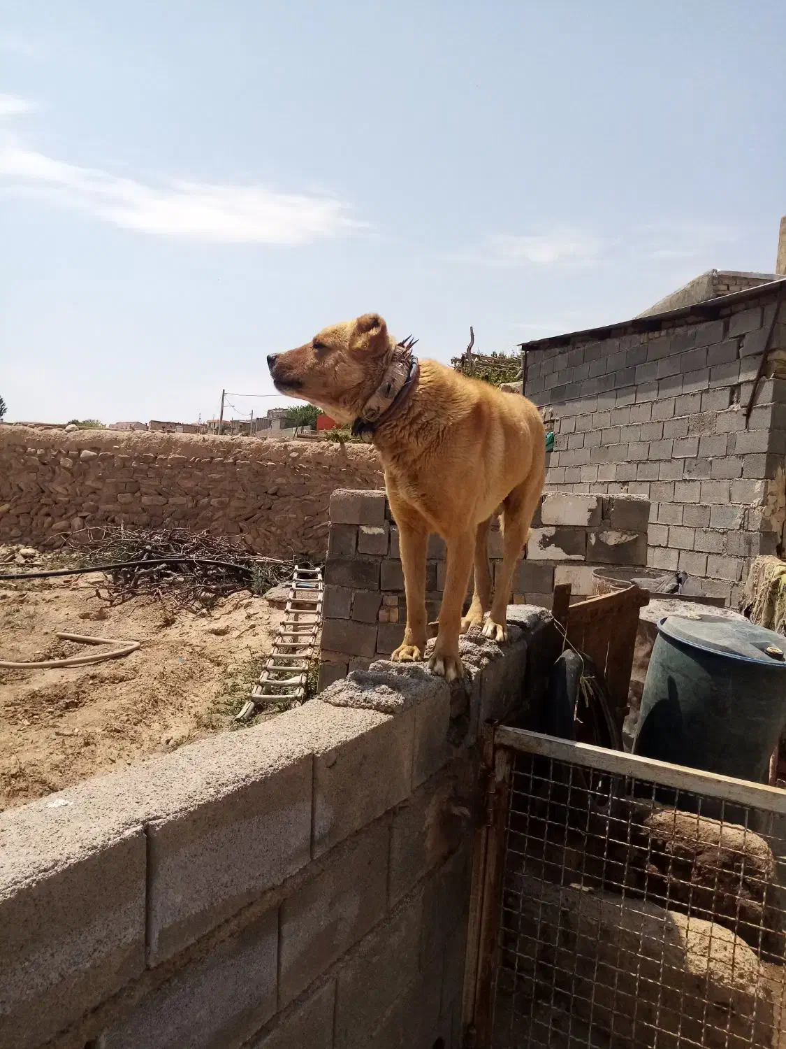 سگ گله|سگ|قوچان, |دیوار