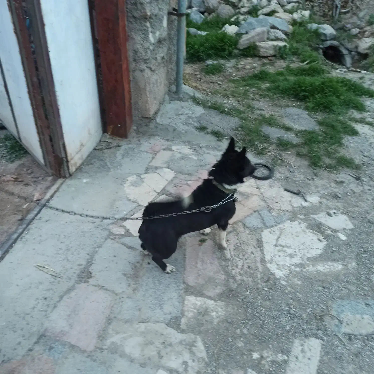 گمشده|حیوانات|آذرشهر, |دیوار